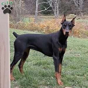 SKIPPER, Doberman Pinscher Puppy